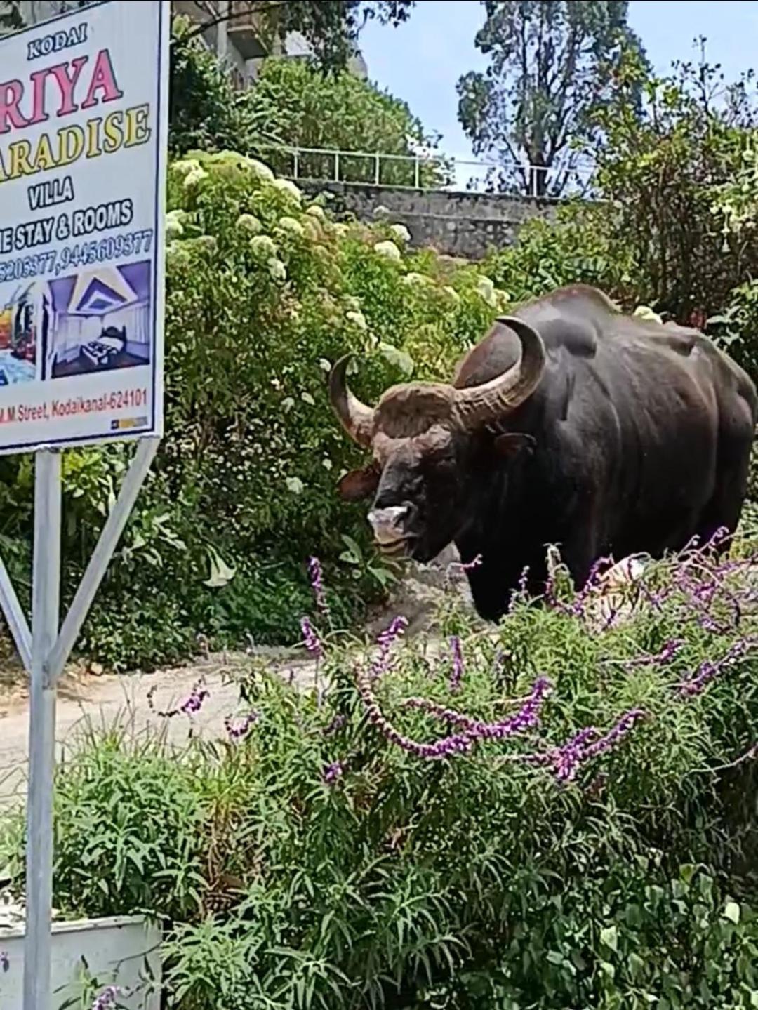 Kodai Riya Paradise Kodaikanal Kültér fotó